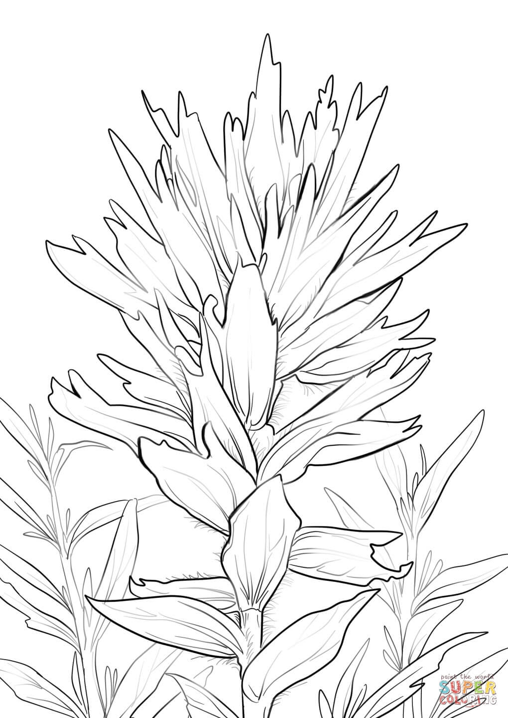 1020x1440 Wyoming Indian Paintbrush Coloring Page Free Printable Coloring