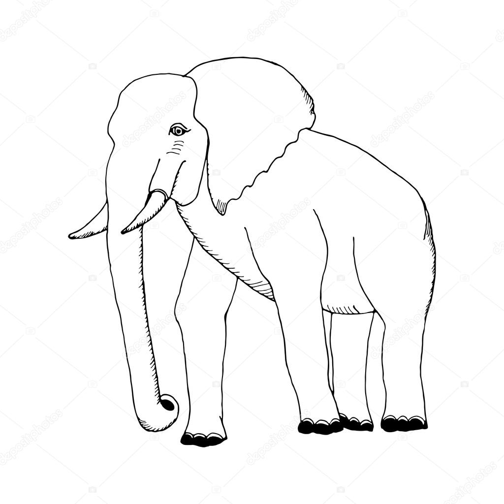 1024x1024 Hand Draw A Sketch In The Style Of An Elephant Stock Vector