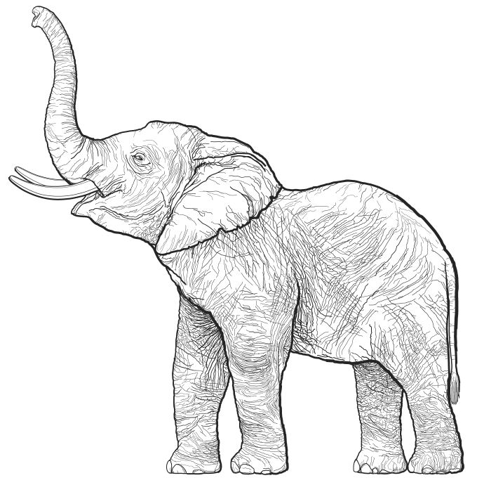 680x690 Drawn Elephant