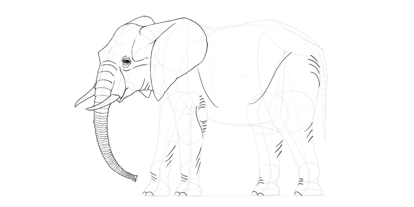 850x425 How To Draw An Elephant Step By Step