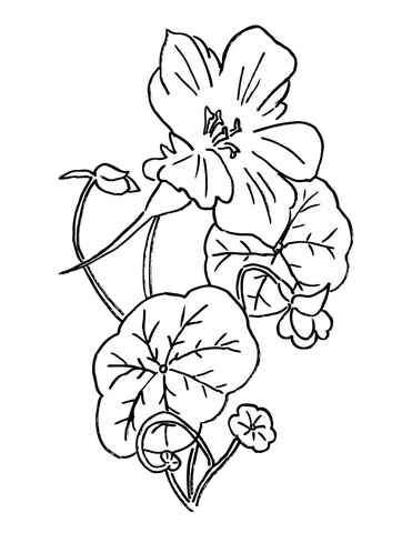 371x480 Nasturtium Or Indian Cress Coloring Page Free Printable Coloring