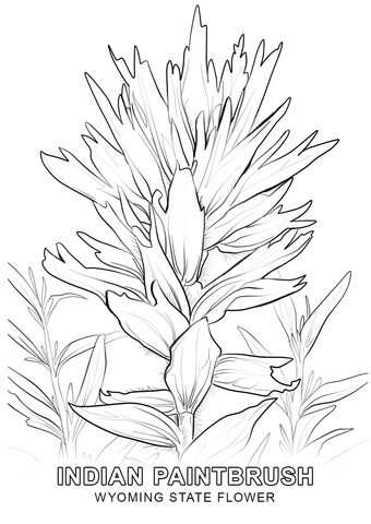 340x480 Wyoming State Flower Coloring Page Free Printable Coloring Pages