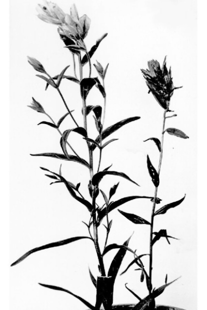 414x620 Castilleja Mutis Ex L. F.