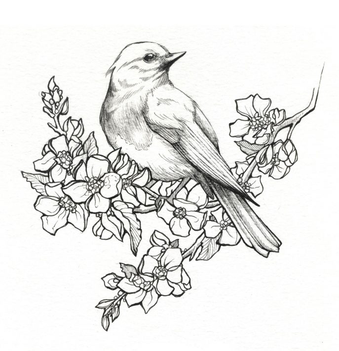 687x710 Coloring State Birds And Flowers Coloring Book Pages Free