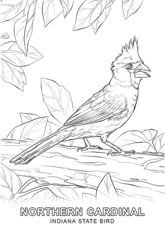 340x480 Indiana State Bird Coloring Page Free Printable Coloring Pages