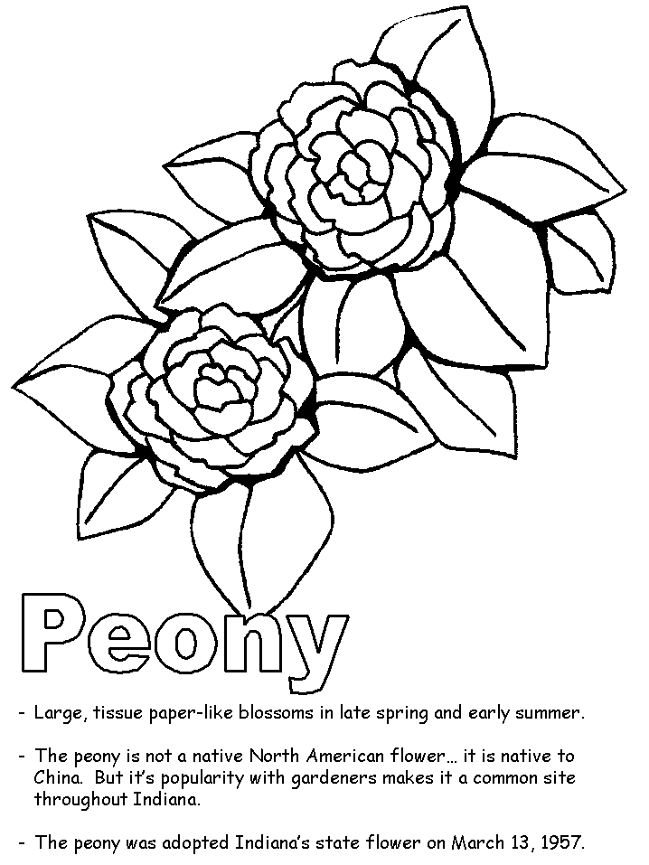 718x957 Peony Coloring Page
