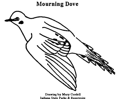 500x415 Dnr Coloring Pages