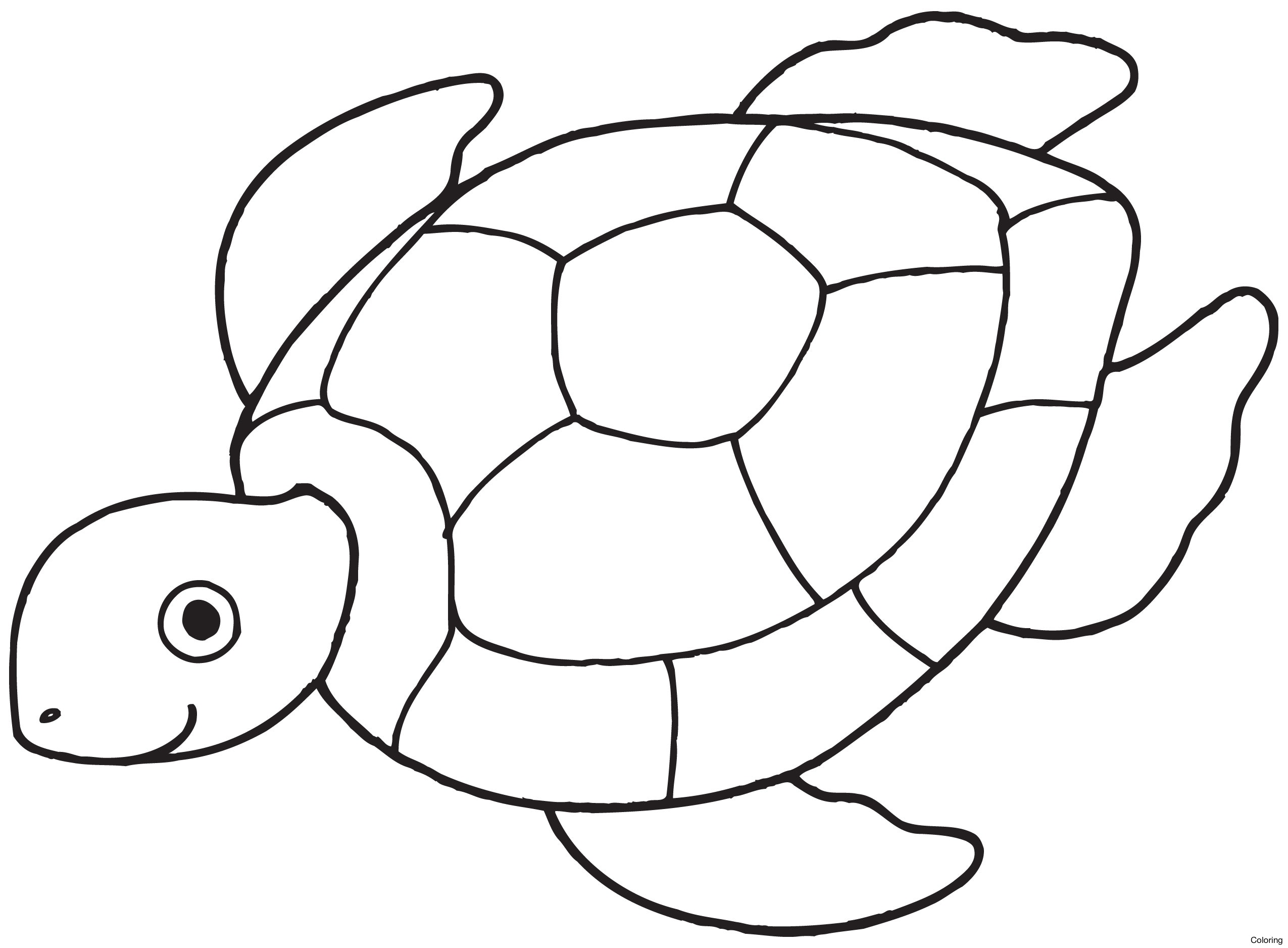 2550x1876 Simple Turtle Drawing 1000 Images About Drawings