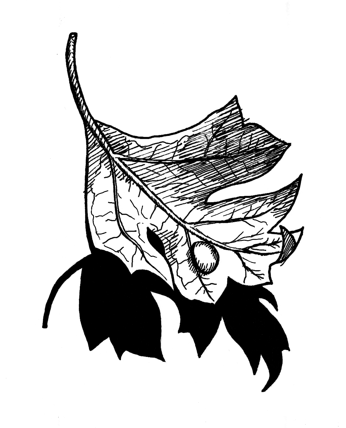 1104x1365 Tom Kbrink's Art And Holistic Living Pen And Ink Illustration