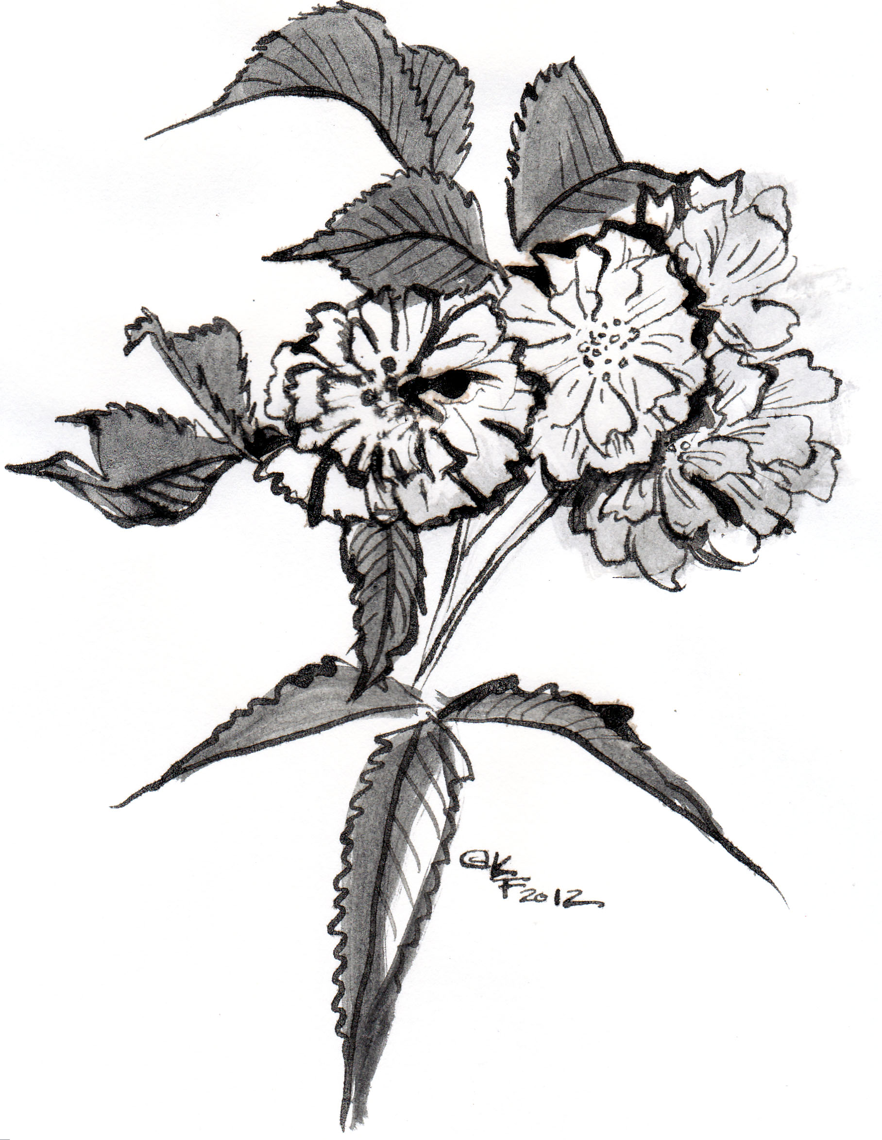 1816x2348 Drawings Of Roses Big Cup O'Blog