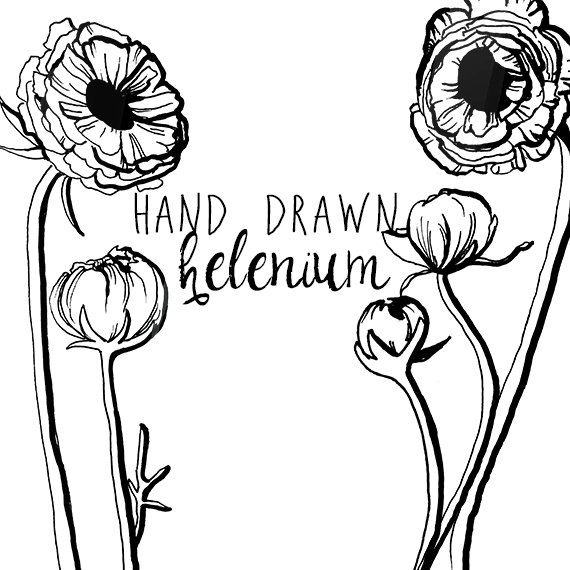 570x570 Ink Drawing Helenium Flower Clipart Flowers Clip Art Digital