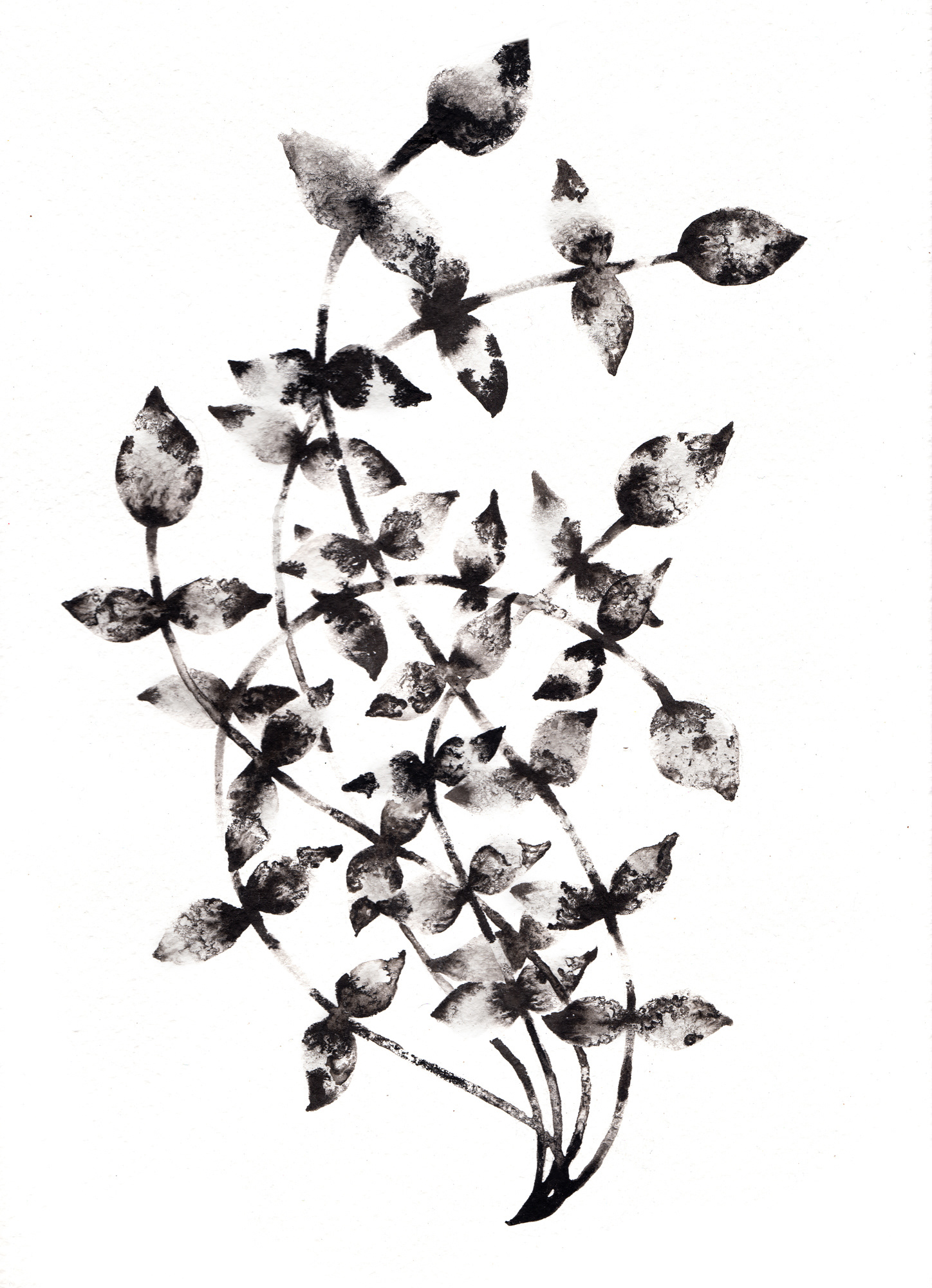 1448x2000 Noumeda Carbone