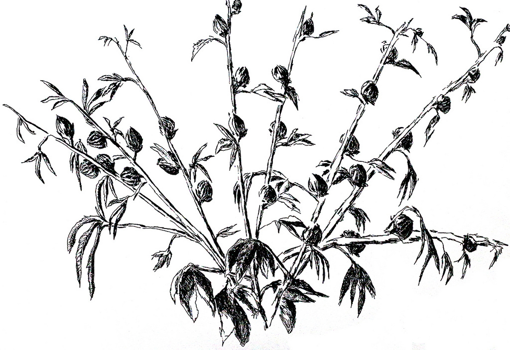 1024x703 One Of The Flower Drawings Of Flowers In Pencil Ink