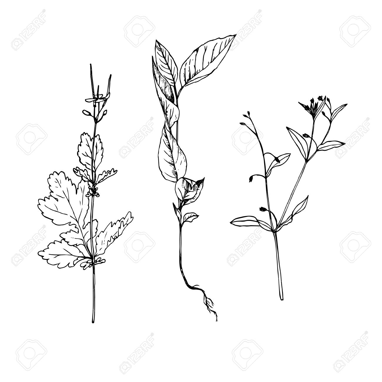 1300x1300 Set Of Ink Drawing Wild Flowers With Leaves, Line Drawing Wild