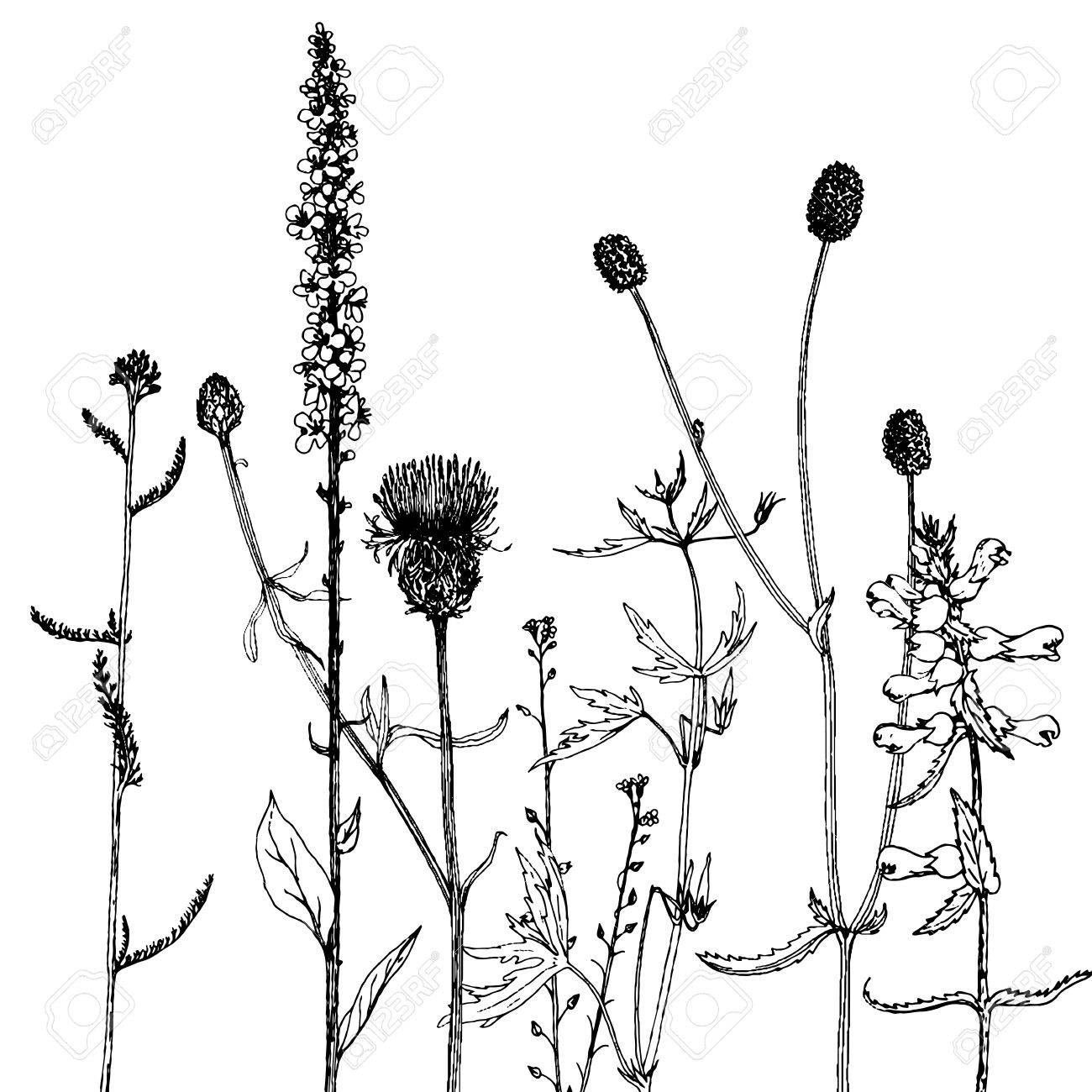 1300x1300 Vector Background With Ink Drawing Wild Plants, Herbs And Flowers