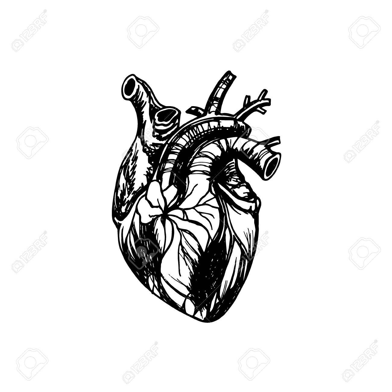 1300x1300 Vector Illustration Of Human Heart. Anatomy Drawing Made