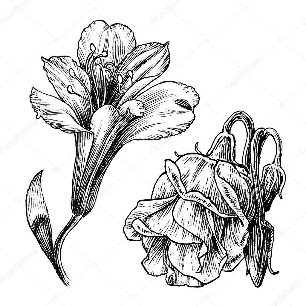1024x1024 Ink Drawings Series Vintage Flower Line Art Illustration Set