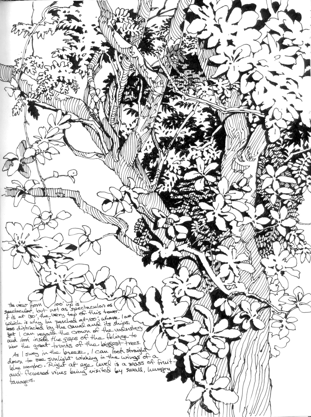 1214x1630 Plein Air Pen And Ink Drawings Drawing The Motmot