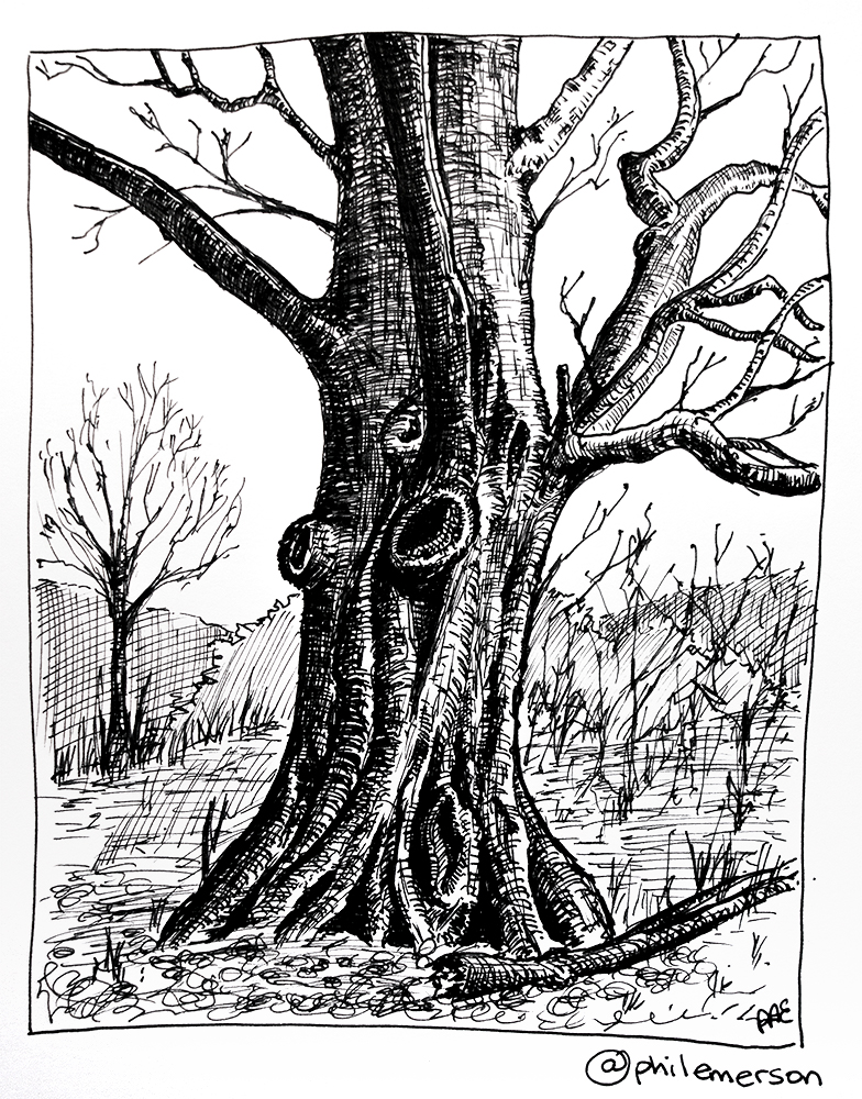 784x1000 Pen And Ink Trees ( Day