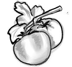 232x217 Illustrating Tomato