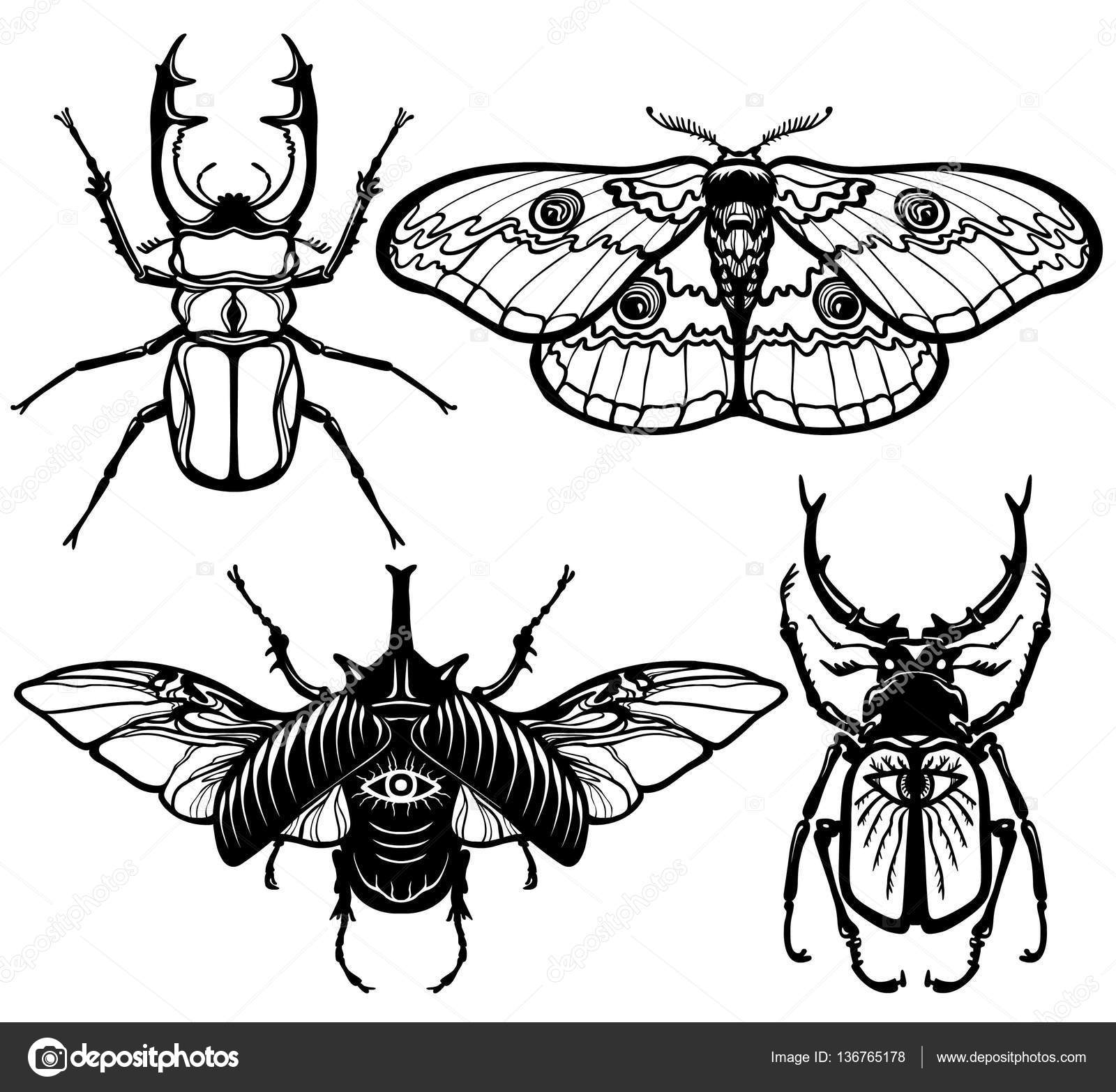 1600x1566 Collection Of Images Of Insects Bugs And Moth. The Linear Drawing