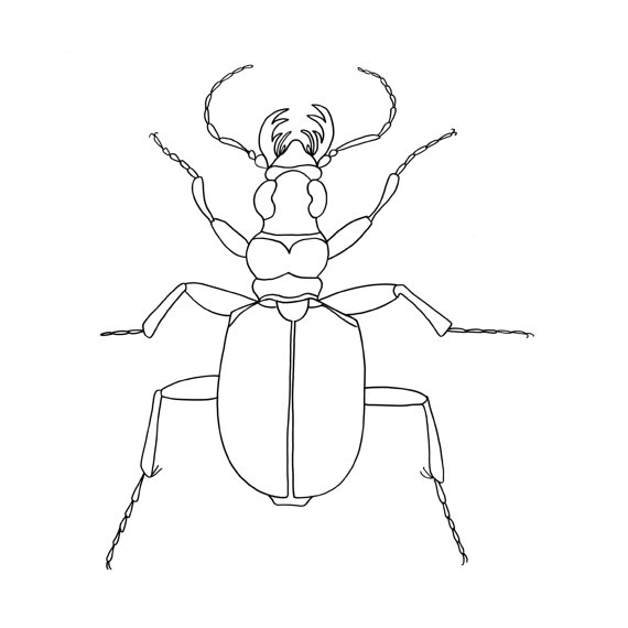 570x570 Stag Beetle Drawing