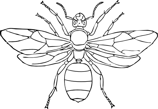 600x416 Popular Insects Coloring Pages Nice Coloring P