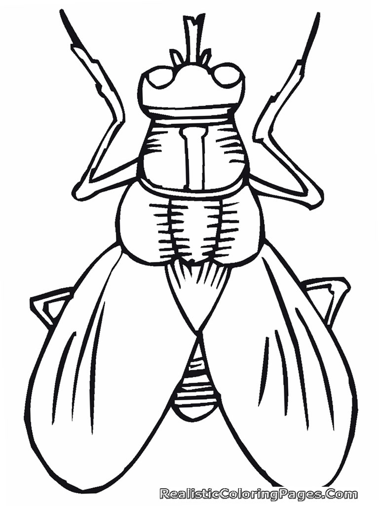768x1024 Coloring Pages Of Insects For Kids Tags Insects Coloring Page