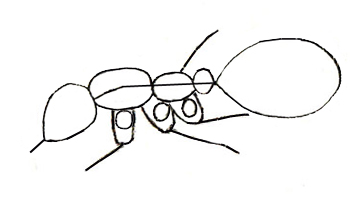 350x208 How To Draw An Ant