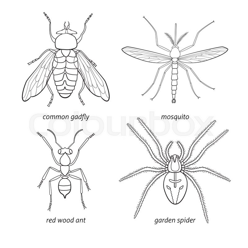 800x800 Hand Drawn Set Of Vector Insects