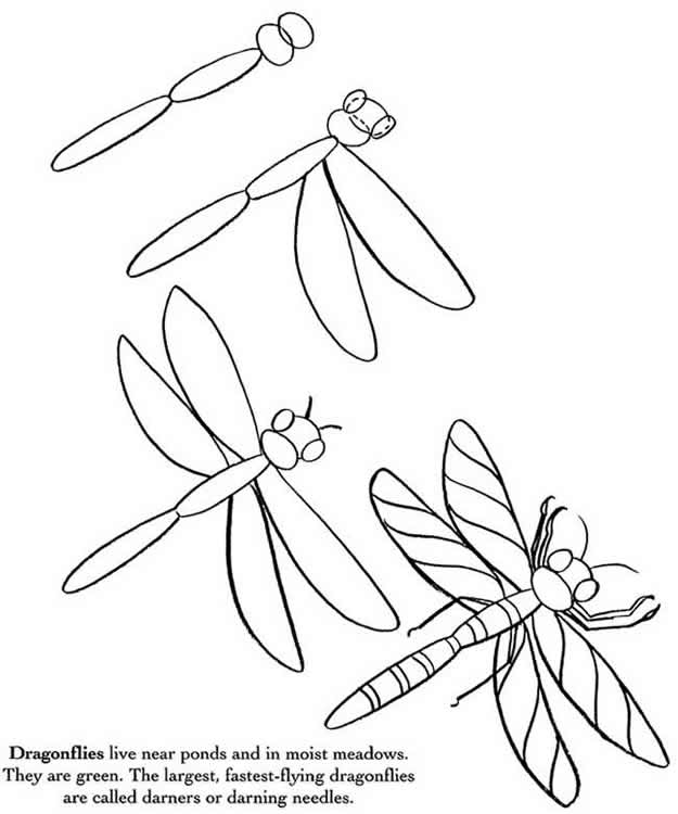 625x750 How To Draw Insects