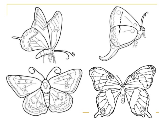 638x479 How To Draw, Paint Insects