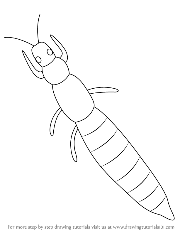 614x794 Learn How To Draw A Thrips (Insects) Step By Step Drawing Tutorials