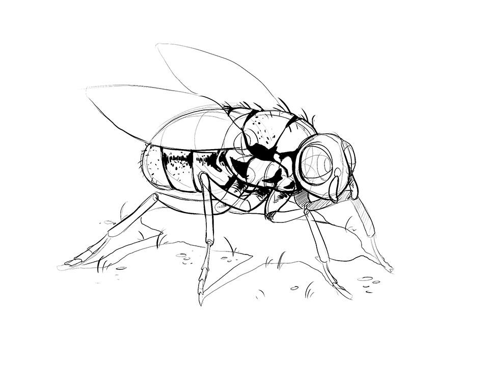 960x719 Lesson 4 Drawing Insects And Arachnids