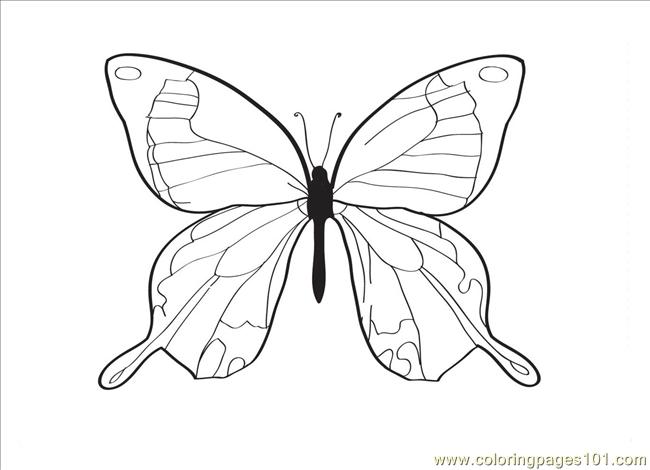 650x470 Tterfly Drawing Coloring Page Coloring Page