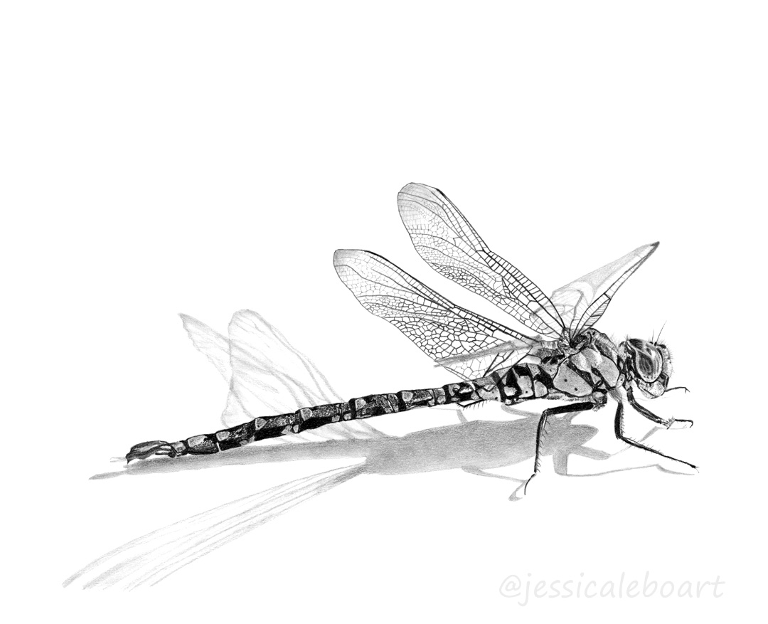 Insects Pencil Drawing at GetDrawings | Free download