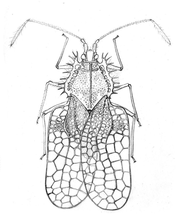 736x920 19 Best Scientific Illustrations Images On Ink