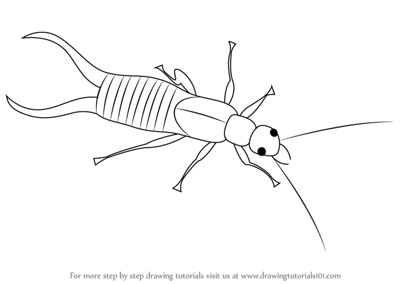 800x566 Learn How To Draw A Earwig (Insects) Step By Step Drawing Tutorials