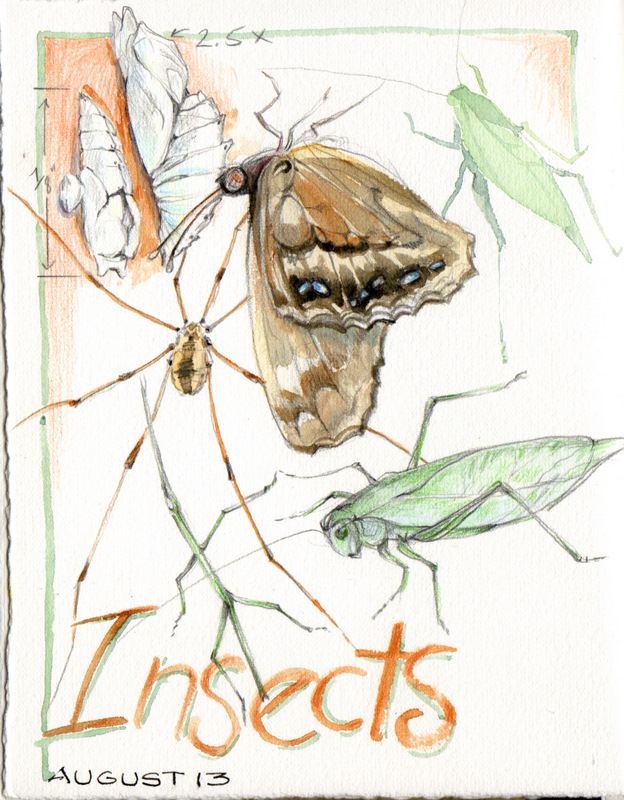 624x800 Sketching In Nature Insects And Friends
