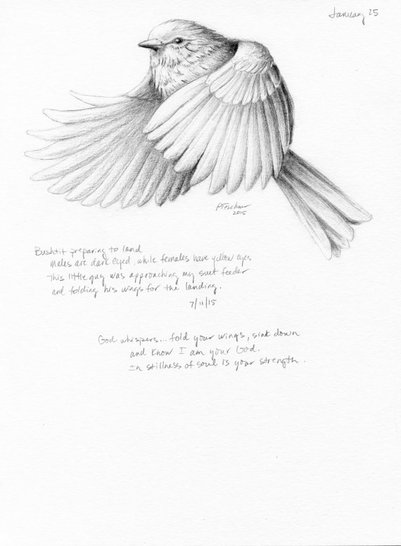 570x776 Bird Drawing Bird Sketch Nature Journal Inspirational