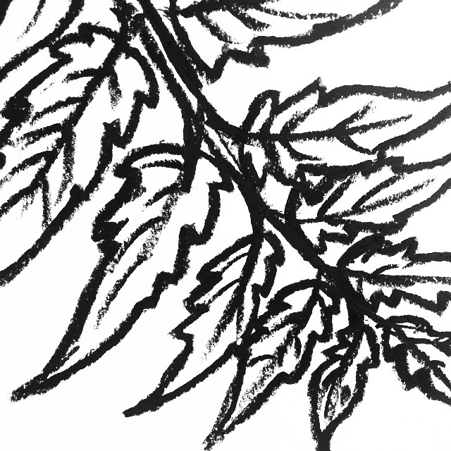 640x640 Detail Of A Leaf Drawing. Oil Pastel On Paper. art