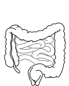 240x298 Intestines Clip Art