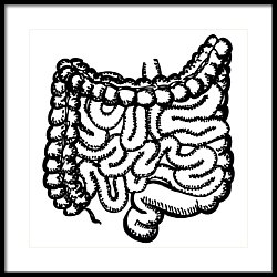 Intestines Drawing At GetDrawings | Free Download