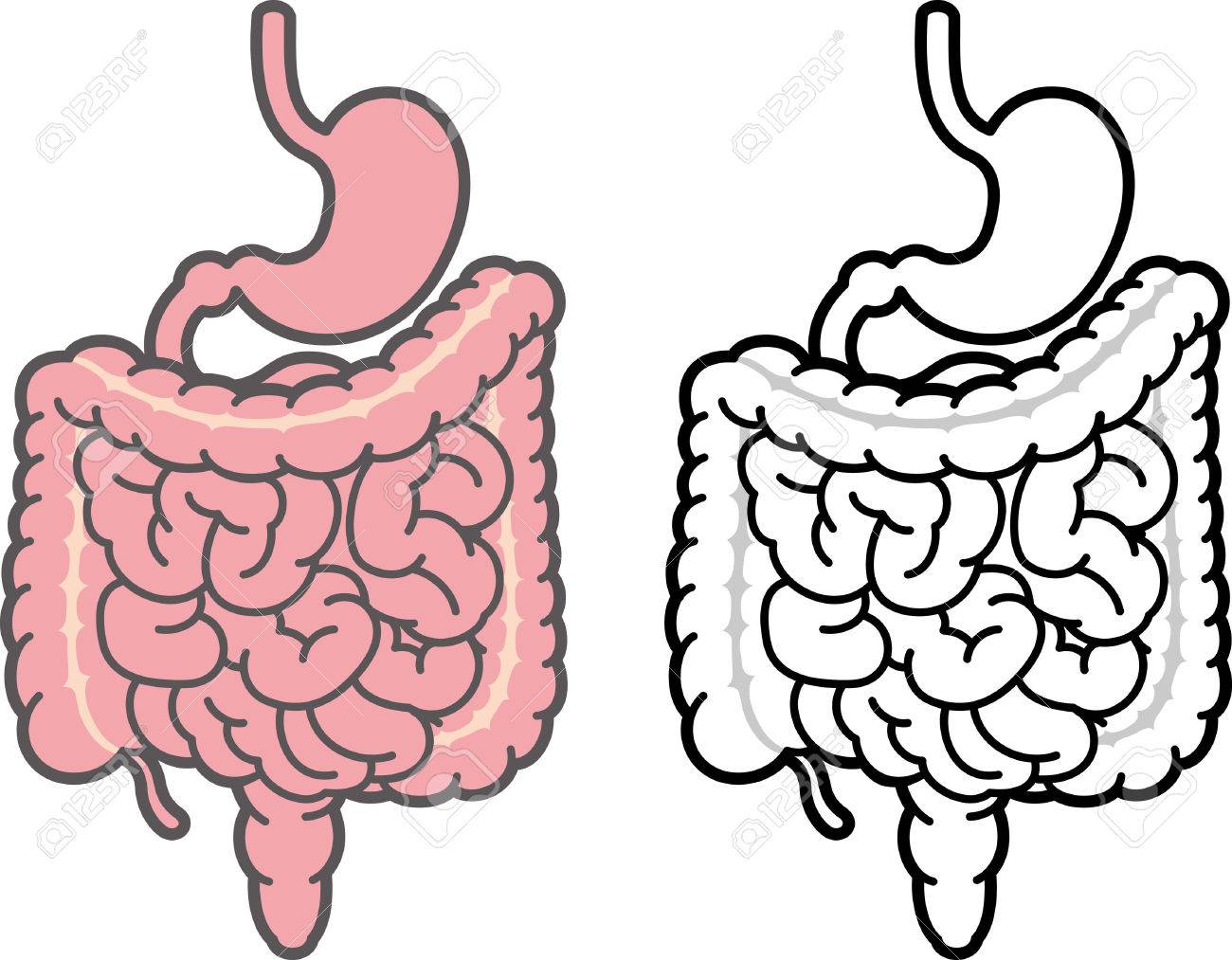 1300x1013 Intestines Images Amp Stock Pictures. Royalty Free Intestines Photos