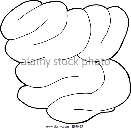 Intestines Drawing At GetDrawings | Free Download