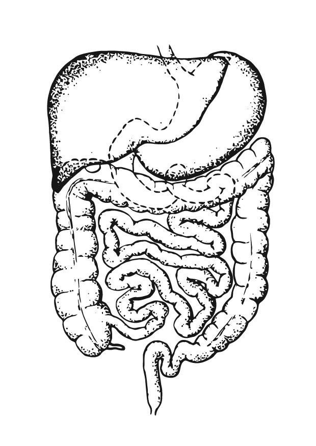 620x875 Coloring Page Intestines