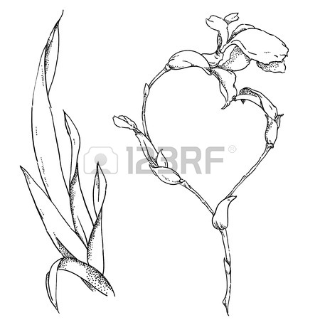 450x450 Hand Drawn Botanical Illustration Of Geranium With Flowers, Buds