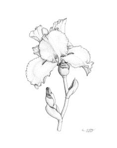 236x300 Iris' Garden On Behance Drawing Amp Illustration