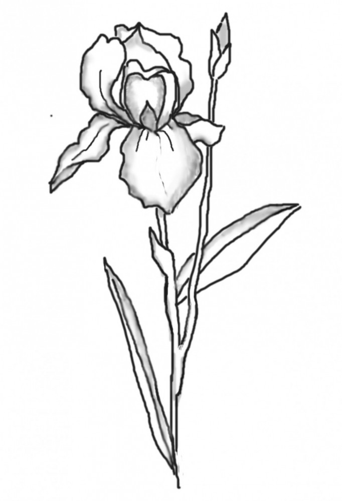 682x1000 Iris Digi Drawing