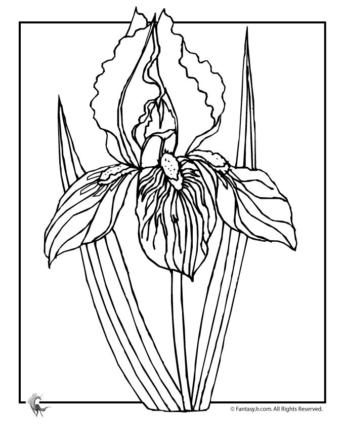 680x880 22 Best Iris Line Drawings Images On Flower Drawings